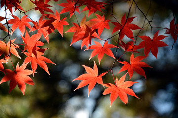 紅葉