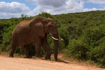 Large elephants passing by at close range in Addo Elephant Park, South Africa