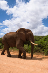 Fototapeta na wymiar Large elephants passing by at close range in Addo Elephant Park, South Africa
