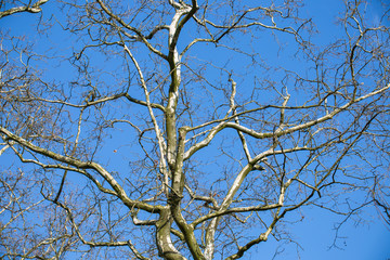 Platanenzweige gen Himmel