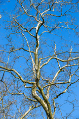 Platanenzweige gen Himmel