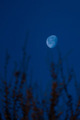 Lune au dessus de branchage, hiver