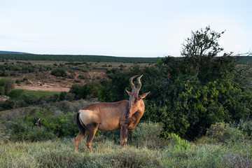 Naklejka na ściany i meble Red hartebeest grazing around on the savanna in Addo Elephant Park, South Africa