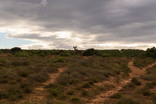 Greater kudu walking on the savanna near shrubs for protection in Addo Elephant Park, South Africa