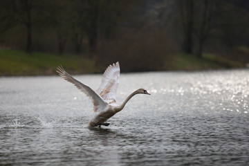 Jungschwan beim Start