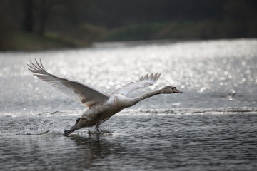 Jungschwan beim Start