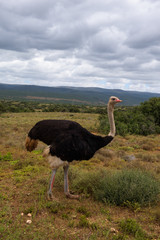 Naklejka premium Common ostrich wandering on the savanna’s of Addo Elephant Park, South Africa