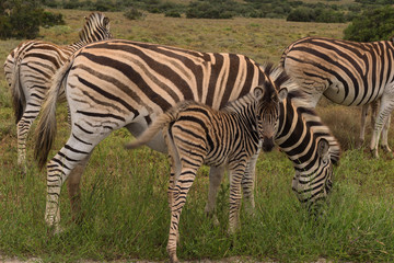 Baby zebra staying close to its mother on the savannah of Addo Elephant Park, South Africa