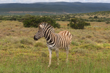 Beautifully striped zebra’s wandering around in Addo Elephant Park, South Africa