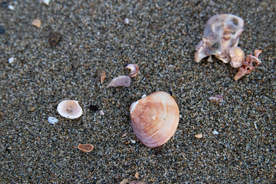 Fragments of shells on the beach during winter.