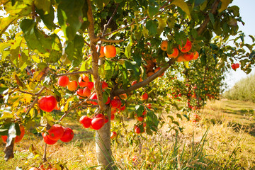 Close view of apple tree with fruits