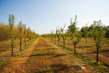 View of trees growing in rows at orchard