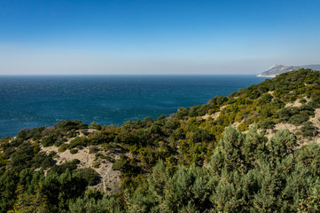Fototapeta na wymiar The coastline overgrown with bright greens of old junipers. Blue sea goes into the blue cloudless sky. Selective focus. There is a place for your text. Nature concept for design