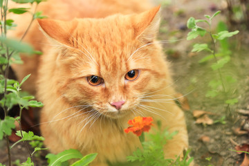 Naklejka na ściany i meble Portrait of Cat with flower. Beautiful red cat outdoor nature