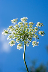 Fototapeta premium Closeup of wild carrot umbel (Daucus carota) against blue sky