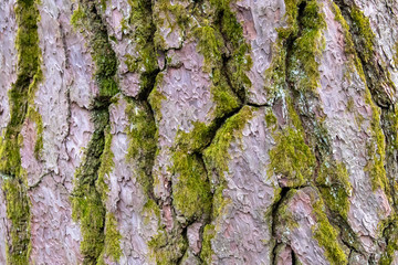 bark background brown texture nature tree