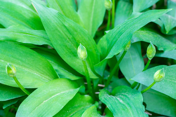 Closeup of ramsons (wild garlic) leaves and buds (Allium ursinum)
