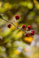 Böğürtlen, Blackberry