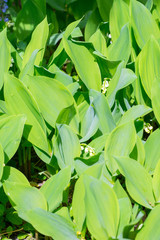 Closeup of flowering Lily of the valley plants (Convallaria majalis)