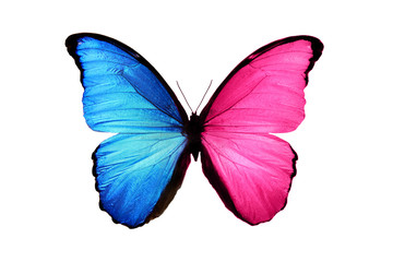 Fototapeta premium Piękny motyl owad z niebieskimi i różowymi skrzydłami. na białym tle