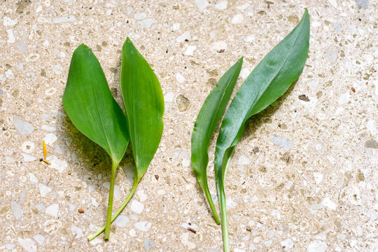 Comparison of poisonous Lily of the valley (Convallaria majalis, on left) and edible wild garlic (Allium ursinum, on right) leaves