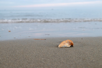 Fragments of shells on the beach during winter.