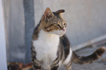 Streunerkatze