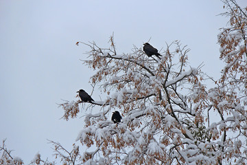 crows resting on a snowy tree