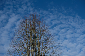 Sommet d'un tilleul aux branches nues devant ciel bleu, hiver