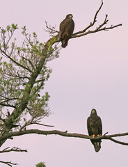 Eaglet Pair on Nagog Pond, Acton Massachusetts.