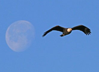 Eagle and a Waning Gibbous Moon