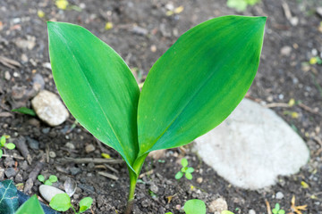 Closeup of young Lily of the valley plant (Convallaria majalis)