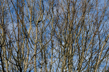 Branchages nus en hiver sur ciel leu, soleil