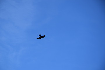 Poiana in volo