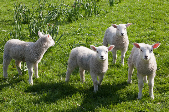 Curious spring lambs watching alertly
