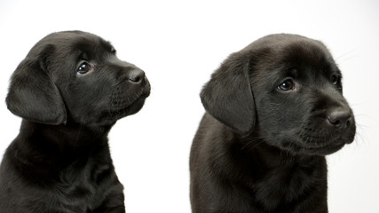 Studio shot on white seamless of two black labrador puppies watching their master