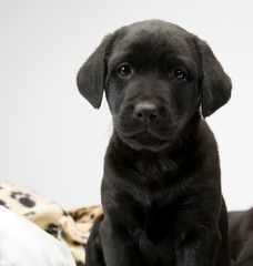 Studio shot on white seamless of a cute black labrador puppy sitting looking at the camera