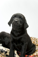 Studio shot on white seamless of a black labrador puppy sitting on a dog bed with a lead looking at the camera