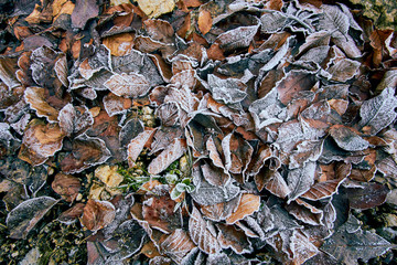 Autumn leaves covered with white frost on the grass texture