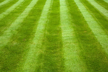 Garden lawn with mower stripes