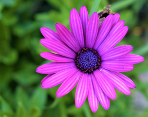 Fototapeta premium purple flower