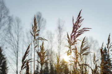 Fototapeta premium reed stalks in winter