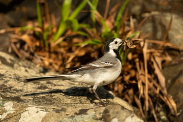 White wagtail sitting on a rock