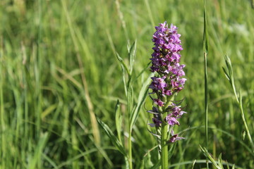 blue flowers in field