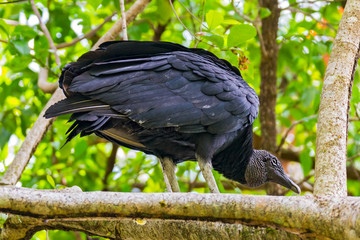 Black vulture perched in a tree in Punta Cahuita - Costa Rica