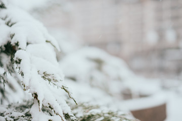 Branch of fir tree covered with the first snow. Closeup background. Winter texture.