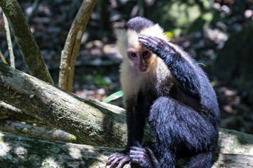 White-headed capuchin monkey (Cebus capucinus) resting in National Park Manuel Antonio - Costa Rica