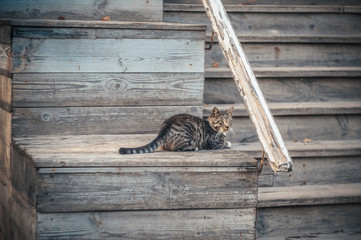 Cat on to the  porch