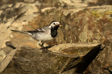 White wagtail sitting on a rock