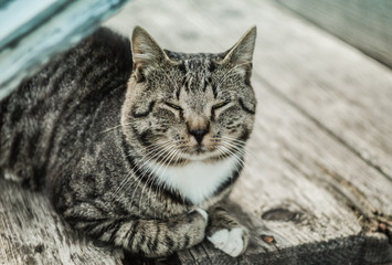 Cat face on to the  porch